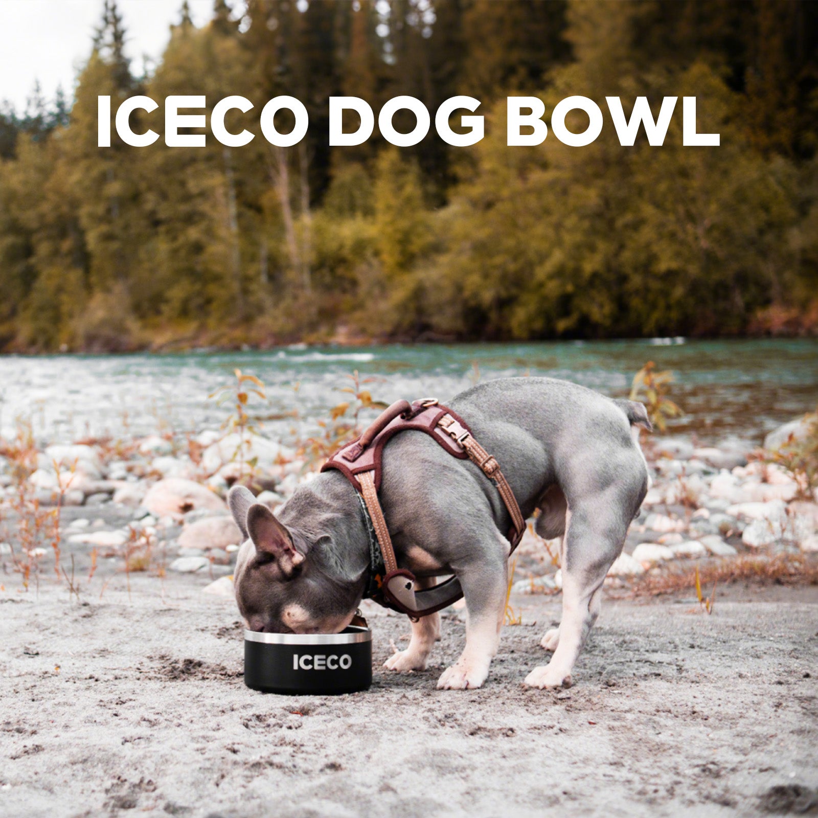 Rust-proof Stainless Steel Pet Bowl | ICECO-accessories-www.icecofreezer.com